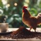 chickens consuming coffee grounds