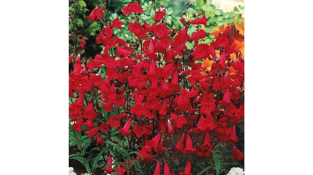 red penstemon seeds for hummingbirds