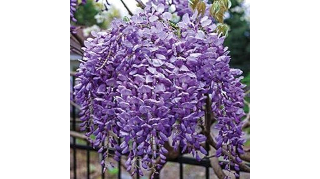 stunning flowering wisteria vine