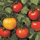 best determinate tomato varieties