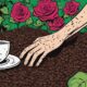 coffee grounds for roses