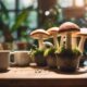 local mushroom coffee shops