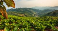 climate threatens traditional coffee