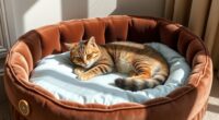 luxury orthopedic cat bed options
