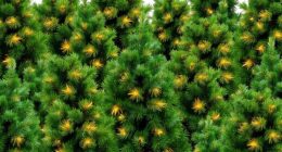 realistic pre lit christmas trees