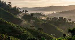 authentic jamaica blue mountains