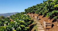 caribbean coffee farm origins