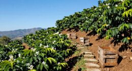 caribbean coffee farm origins