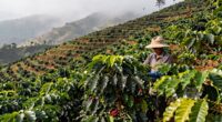 climate resistant coffee varieties