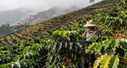climate resistant coffee varieties