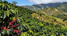 hawaii s diverse coffee regions