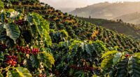 kivu coffee revival flavors