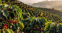kivu coffee revival flavors