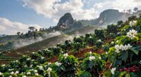 laos coffee s mountain cultivation