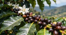 puerto rican coffee heritage