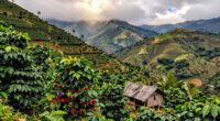 rich historic mountain coffee
