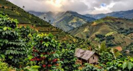 rich historic mountain coffee