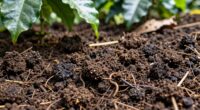 soil health influences coffee flavor
