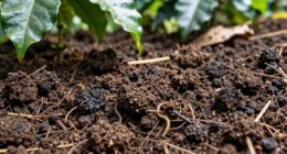 soil health influences coffee flavor