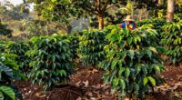 sustainable coffee farming practices