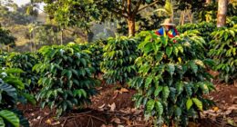 sustainable coffee farming practices