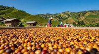 thailand s growing coffee scene