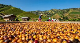 thailand s growing coffee scene