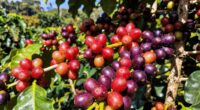 uganda s coffee varieties