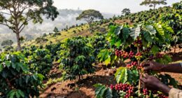 zambia s unique coffee spot