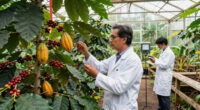University Of Hawaii To Lead New Federal Coffee And Cacao Research Lab